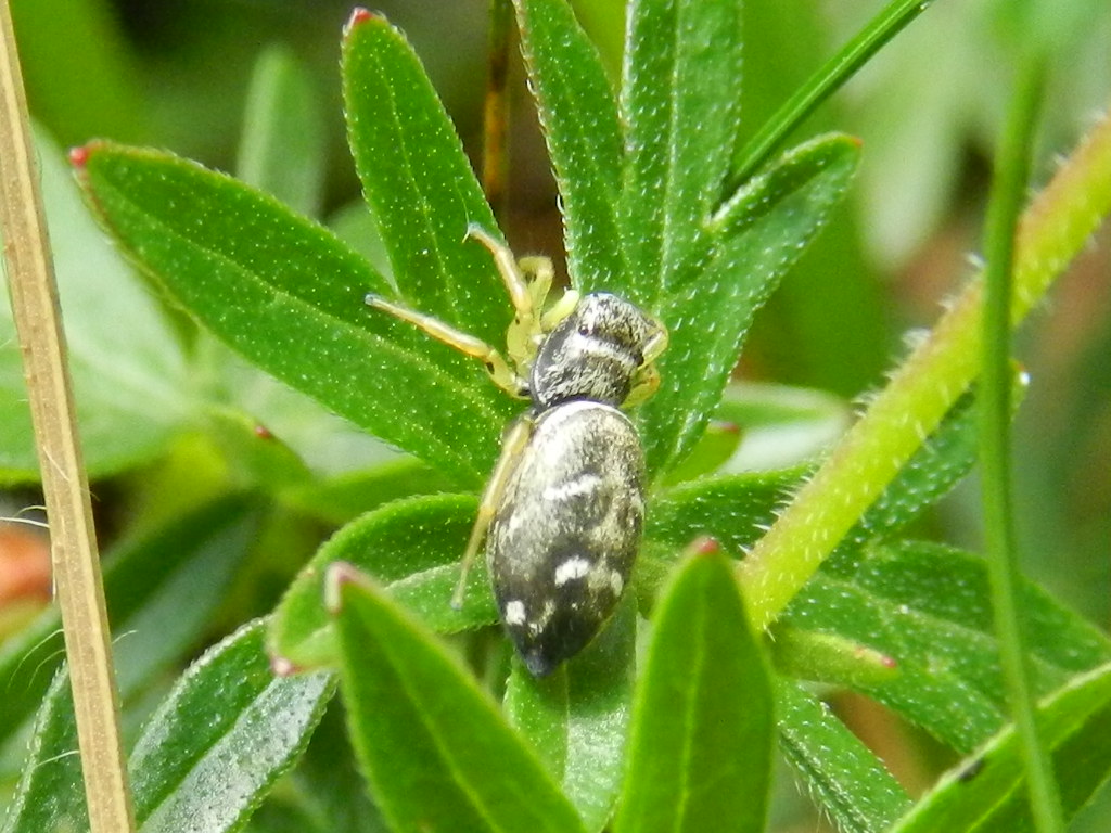 Heliophanus sp.